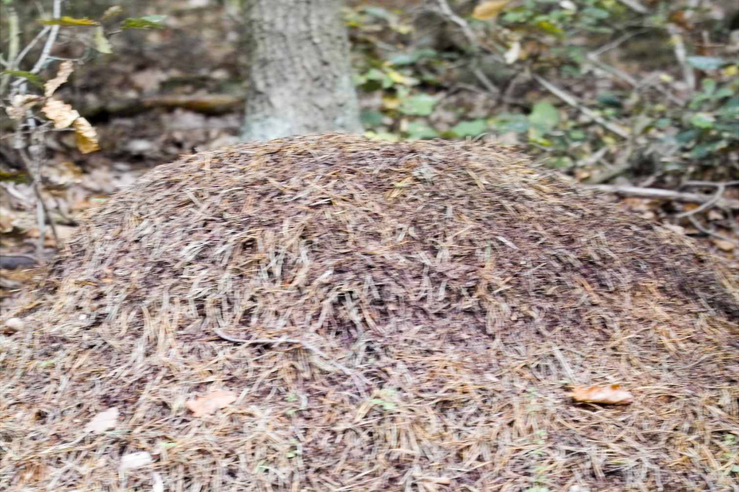 Edersee 10 2007img04162